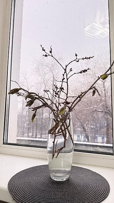 Ветви магнолии с бутонами для выгонки в вазе.Актуально для