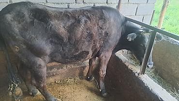 жаны уйлор: Сатам | Уй (ургаачы) | Көбөйтүү үчүн | Байланган — 6