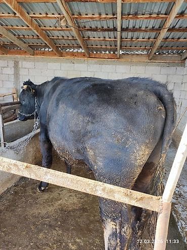 кыргыз корм: Сатам | Бука (эркек) | Швиц — 8