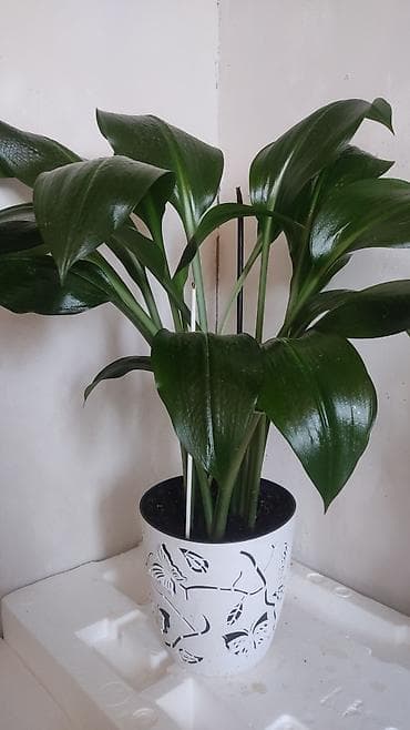 распродажа гаражная: Распродажа комнатных растений!🪴🌵🌱 в горшках от 150с.! — 1