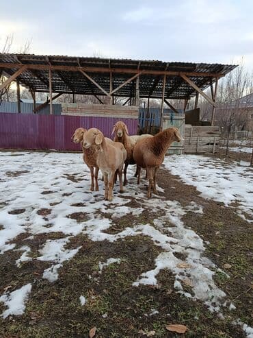 собаки авчарка: Продаю | Овца (самка) | На забой | Матка — 6