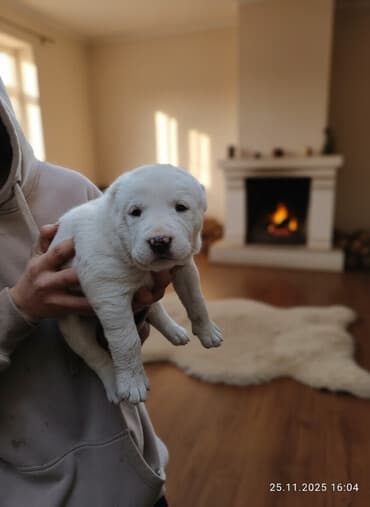 купить охотничью собаку дратхаар: Готовятся к продаже щенки алабая.родились 1 ноября.мальчики и — 1