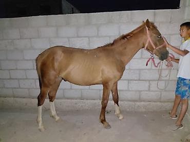 продажа коня: Продаю | Конь (самец) | Полукровка | Конный спорт | Племенные — 6