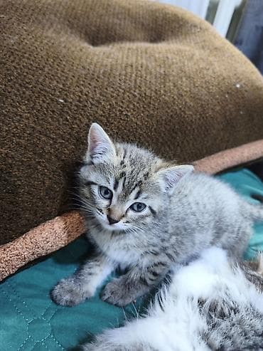 куплю сиамского котенка: Отдам котят в хорошие руки. возврат 2 месяца. кушают корм, к лотку — 8