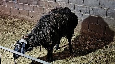 самый лучший сильный умный собака: Продаю | Баран (самец) | Для разведения | Осеменитель — 1