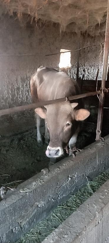 Продаю | Бык (самец) | На откорм | Привязанные at lalafo.kg Продаю | Бык (самец) | На откорм | Привязанные