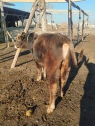 продаю алабай: Продаю | Бык (самец) | Швицкая | Для разведения | Привязанные — 3