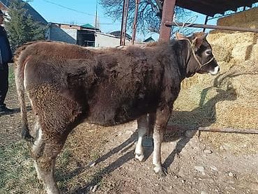 бишкек торпок: Сатам | Кунаажын | Аргын | Көбөйтүү үчүн | Байланган — 4