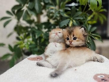 Животные: Скотиш Страйт (Шотландская прямоухая), 1 месяц, Девочка, Золотая шиншилла, Приучена к лотку, Проглистована — 10