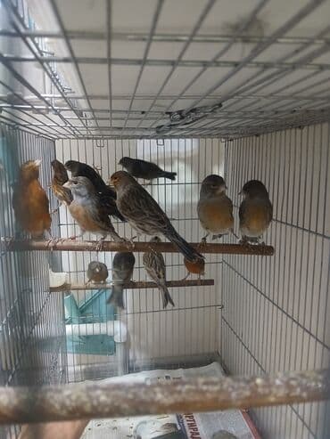 купить несушек курей: Канарейки (разные окрасы) в клетке - Вид: канарейки, несколько особей — 4