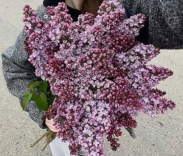 камелия цветы: 💜 Сирень, от которой невозможно оторваться 💜 Тот самый аромат весны — 2