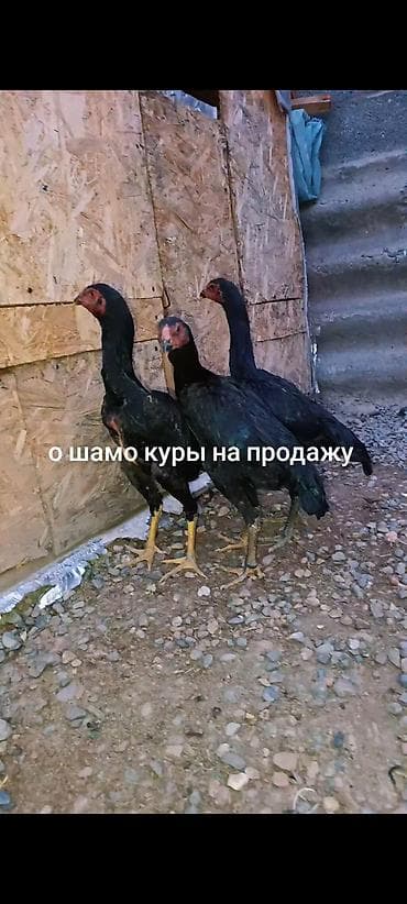 собаки тайган: Сатам | Тооктор | Тебиштирүүчү | Көбөйтүү үчүн — 1