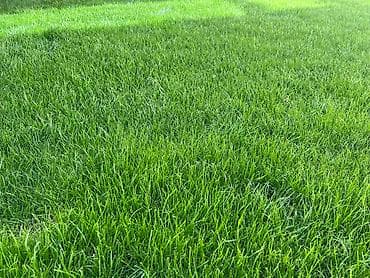 садовник и дворник: 🌱Я садовник сеем газон с нуля посев газон садовник выезд — 6