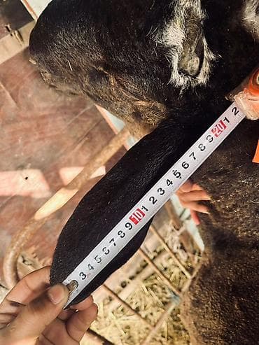 лысая крыса: Продаю | Баран (самец) | Арашан | Для разведения | Племенные — 3