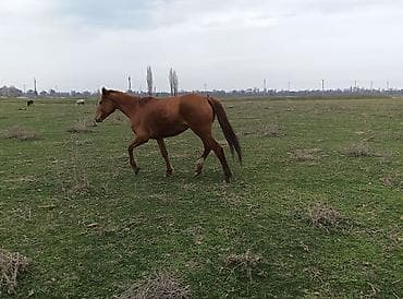 гончие собаки: Продаю | Кобыла (самка) | Полукровка | Рабочий — 2