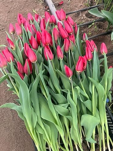 ballet universal: Тюльпаны оптом — 3