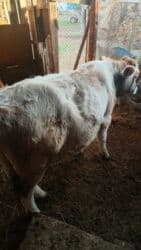 пидбул ош: Продаю | Бык (самец) | На откорм — 5