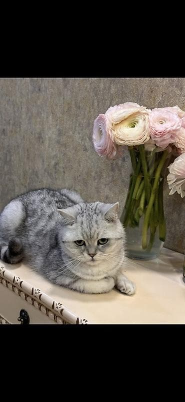 Үй жаныбарлары: Отдам британскую кошку в добрые и ответственные руки. Возраст — 2 — 1