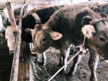 продам бу оборудование для птицефабрики: Продаю | Бык (самец) | Швицкая, Симментальская, Аулиекольская | На откорм — 24