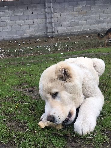 Үй жаныбарлары: Щенок породы среднеазиатская овчарка (алабай). Кобель 3 месяца — 1