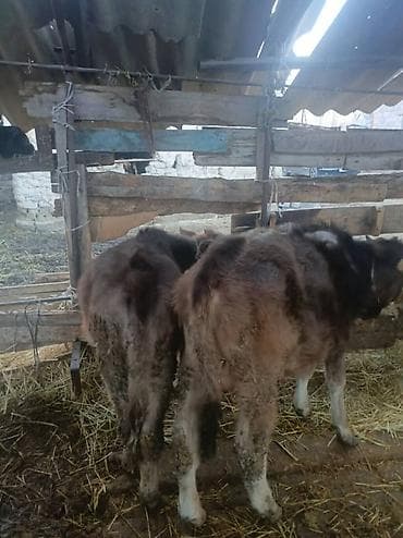 бычок симентал: Продаю | Корова (самка) | Для разведения | Привязанные — 5