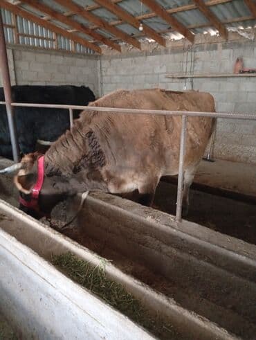 племенные коровы молочные купить: Продаю | Корова (самка) | Для молока | Стельные — 6