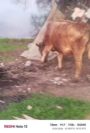 d cat: Продаю | Корова (самка) | Для разведения — 1