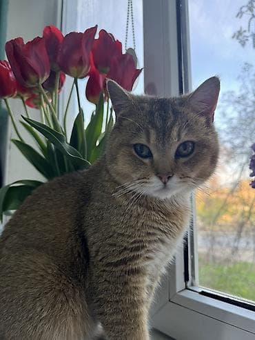 котята шотландская: Скотиш Страйт (Шотландская прямоухая), 1 год, Мальчик, Приучена к лотку — 1