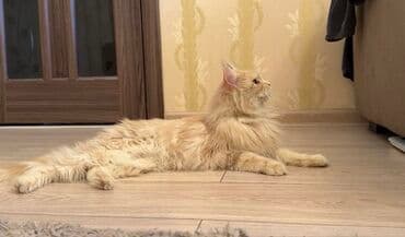 купить водоросли для аквариума: Мейн-кун, 8 месяцев, Девочка, Приучена к лотку, Проглистована, С прививками — 3