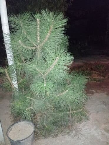 садовый измельчитель бишкек: Көчөттөр дарактардын: Кызыл карагайлар — 2