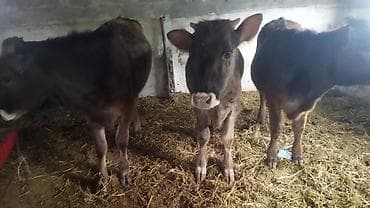 продажа попугаев: Продаю | Бык (самец) | На откорм — 6