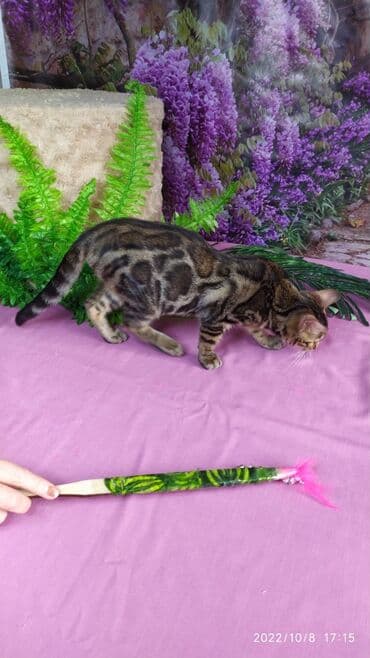 carters для мальчика: Проф питомник бен гла мур предлагает Бенгальских котят. Элитных — 3