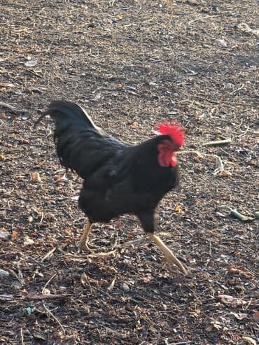 белый леггорн: Продаю | Петух | Для разведения — 4