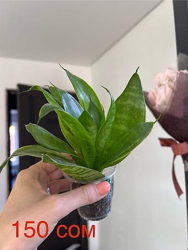 эпипремнум: Комнатные растения — укоренённые саженцы и черенки в стаканчиках. В — 2