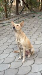 карликовый померанский шпиц цена: Пристраиваем щенков в хорошие добрые руки. Мама крупная дворняжка — 12