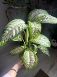 диффенбахия купить: Продаю в ассортименте цветы из личной коллекции. Все взрослые, мощная — 18