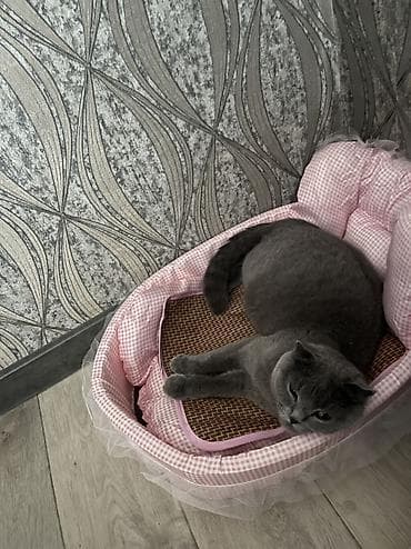 цена вислоухой кошки: Шотландские Котята -бронь . Порода Шотландская скотиш Фолд и страйт — 4