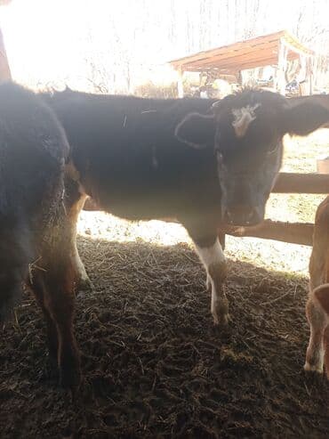 кошки маленькие: Продаю | Тёлка | Для разведения | Не стельные — 6