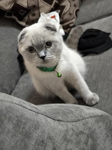 Кошки: Скотиш Фолд (Шотландская вислоухая), 2 года, Девочка, Приучена к лотку — 3