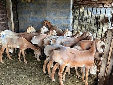Үй жаныбарлары: Сатам | Козу | Көбөйтүү үчүн | Асыл тукумдуу — 2