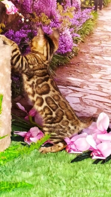 новорожденные котята: Друзья!! Проф питомник Бен Гла Мур Предлагает Шикарных элитных — 10