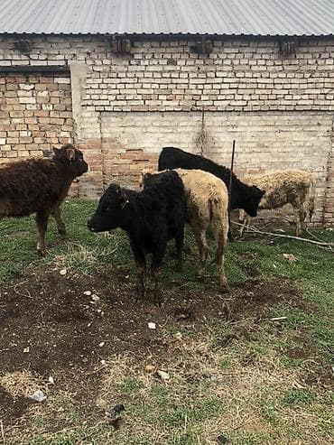 кой сой: Продаю | Музоо, торпок | Полукровка | На откорм — 3