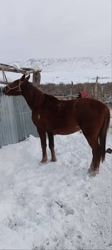 Продаю | Конь (самец) | Полукровка | Для разведения, Рабочий, Конный спорт