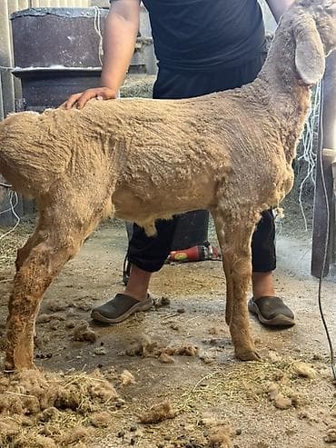 зоопарк бишкек: Сатам | Кочкор (эркек) | Көбөйтүү үчүн | Жасалма жол менен боозутуу — 3