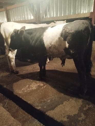 сары булун: Сатам | Бука (эркек) — 6