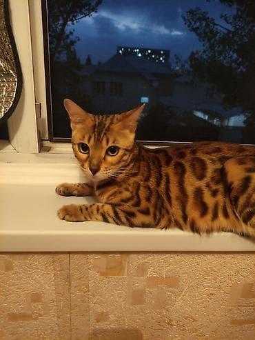 Бенгальские котята от ярко-розеточной кошки, мать привезли из Италии