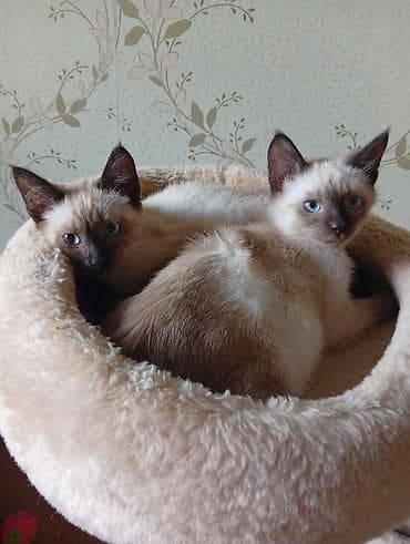 Кошка даром: Сиамская, 3 месяца, Мальчик at lalafo.kg Кошка даром: Сиамская, 3 месяца, Мальчик