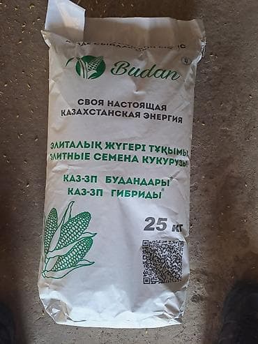 скупка кукурузы: Семена кукурузы!!! БУДАН !!! Сорт ЗПСК 704, высоко урожайный гибрид — 3