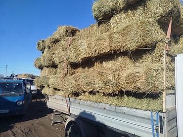 Башка жаныбарлар: 1 укосчоп беде аралаш сатылат метровый плотный доставка мн 280 сом — 2