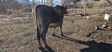 щенки сенбернар: Продаю | Корова (самка), Бык (самец), Музоо, торпок | Швицкая | Для разведения, Для молока | Стельные — 6